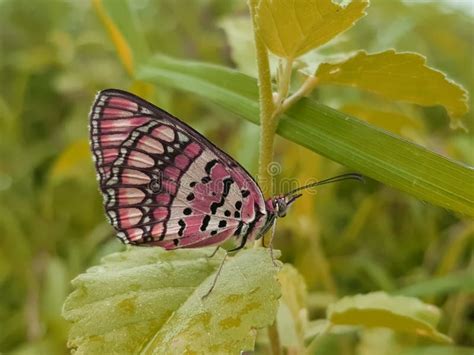 Real Pink Butterfly