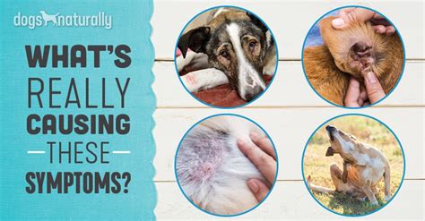 Atopic Dermatitis Symptoms In Dogs Skin Treatment Dogs