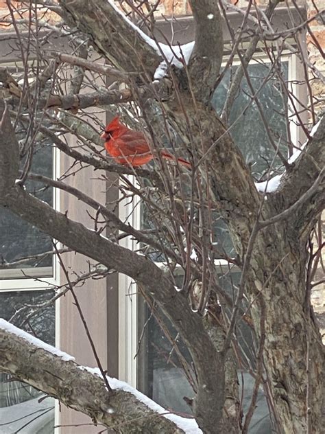 Northern Cardinal After Chicagos First Snowfall Rbirding