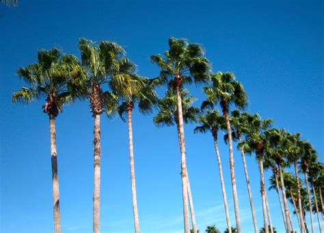 Royal Palms; Orlando, Florida | Florida palm trees, Beautiful tree