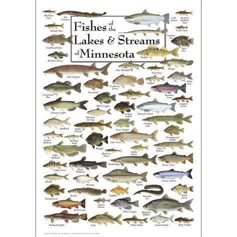 Fishes Of The Lakes And Streams Of Minnesota Poster Earth Sky Water