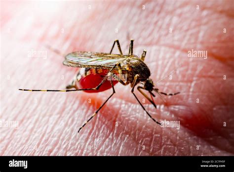 Dangerous Malaria Infected Culex Mosquito Bite Leishmaniasis