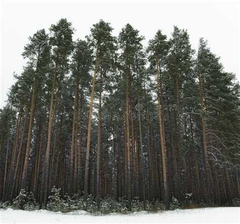 1412 Slender Pine Trees Stock Photos Free And Royalty Free Stock