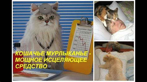 Cuddling up with a purring cat is certainly a relaxing experience. Исцеляющее кошачье мурлыканье, самая лучшая музыка ...