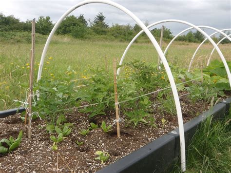 Ocdc Garden Blog Tomato Trellising And Building Hoop Structures