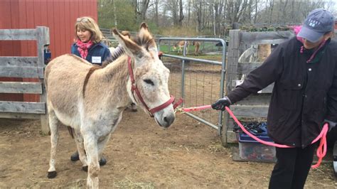 Rescued Donkeys Available For Adoption In Connecticut Nbc Connecticut