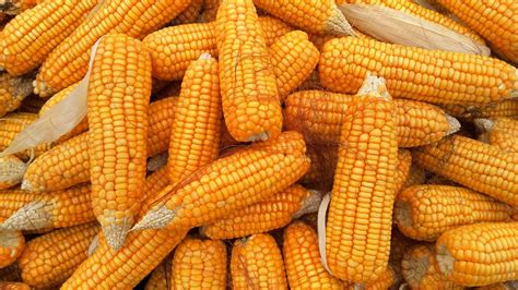 Turning Corn Into Nutritious Livestock Feed Agriculture Monthly