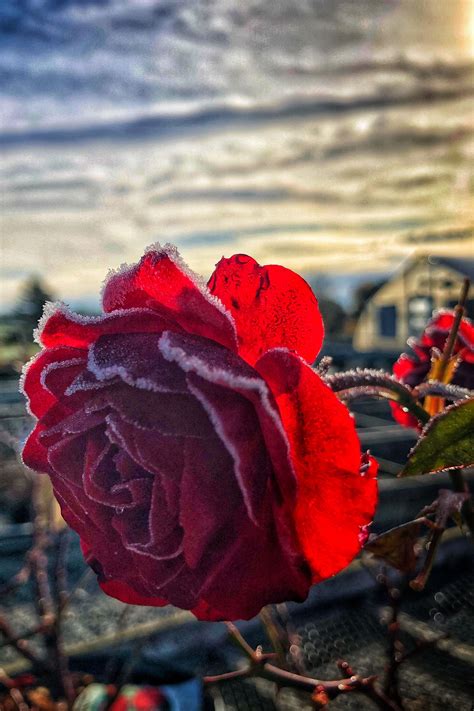 Frosty Roses Rose Frosty Fall