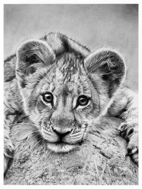 Lion Cub Realistic Drawingillustration By Monandersen Foundmyself