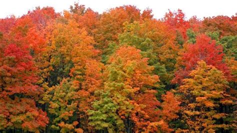 Top Spots To Catch Fall Colors In Michigan In October