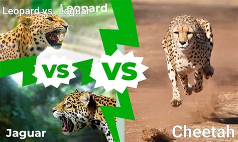Jaguar Vs Leopard Vs Cheetah Who Would Win A Fight A Z Animals