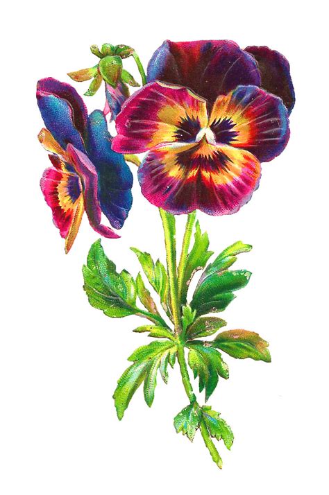 Antique Images Botanical Flower Printable Scrapbooking Pansy Clip Art