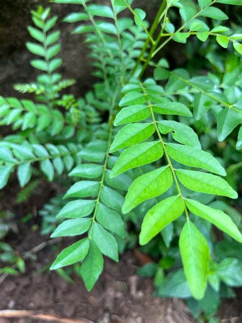 Curry Leaves Benefits Uses Nutritions Recipe Kariveppila