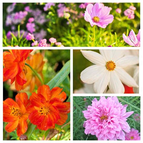 Five Easy Annuals From Seed Midwest Living