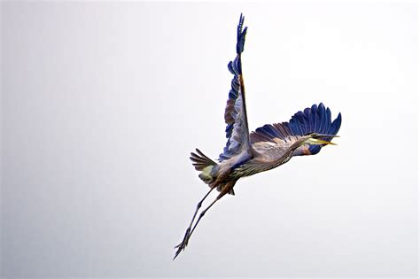 40 Wonderful Photos Of Birds In Flight Contrastly