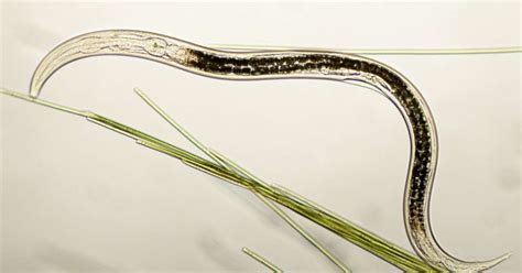 New Three Sexed Roundworm Species Has Extreme Arsenic Resistance
