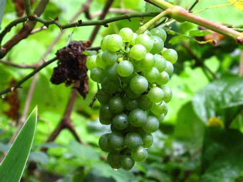 Free Images Grape Vine Wine Fruit Berry Flower Food Produce