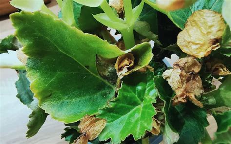 Why Are Begonia Leaves Turning Brown And Crispy Plant Index