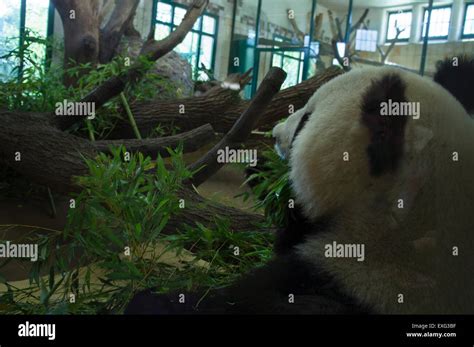 Giant Panda Bear Ailuropoda Melanoleuca Female Yang Yang Eats Bamboo