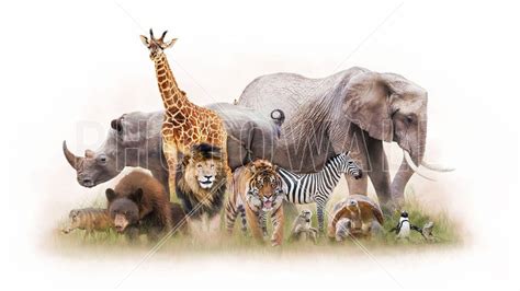 Zoo Animals Wallpapers Top Free Zoo Animals Backgrounds Wallpaperaccess