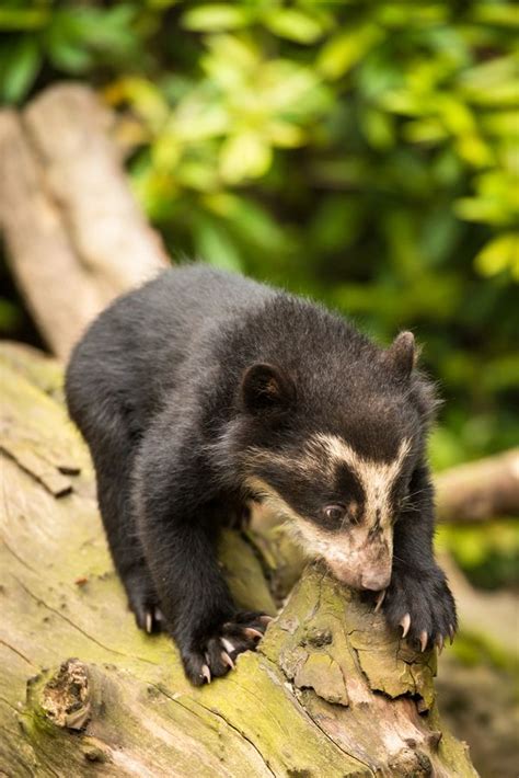 Spectacled Bear Cub Ventures Outside For The First Time Zooborns