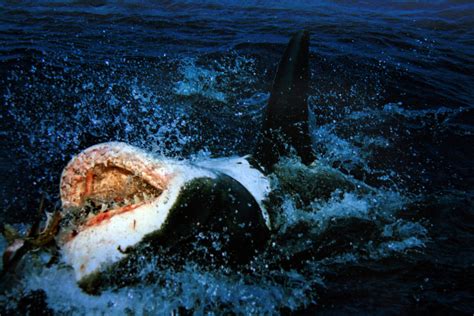 Filegreat White Shark On His Back Wikimedia Commons