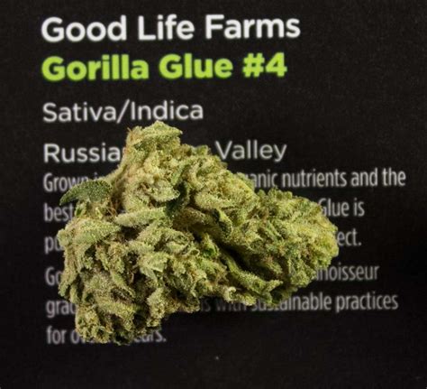 Gorilla Glue Strain Review A Creative Creeper