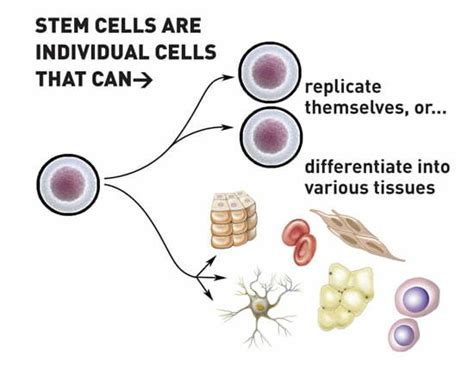 Stem Cell Therapy And Regenerative Medicine Dr Henry Sobo Md Stamford Ct