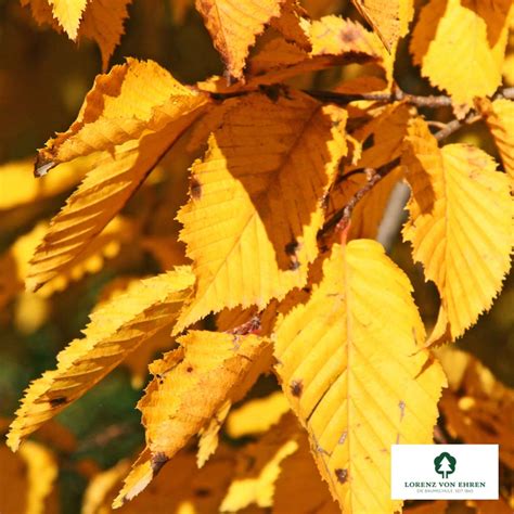 Carpinus Betulus Baumschule Lve