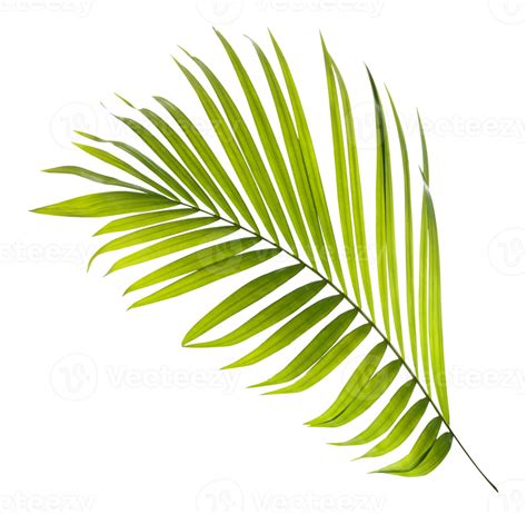 Groen Blad Van Palmboom Op Transparante Achtergrond Png Bestand Png