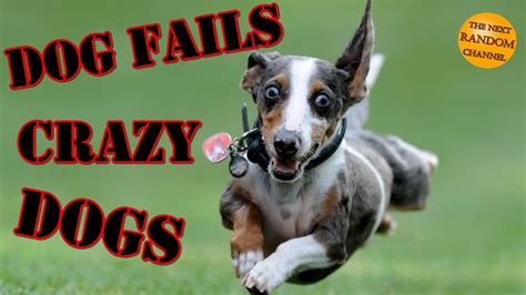 Dog Fails Funny Dogs 20min Youtube