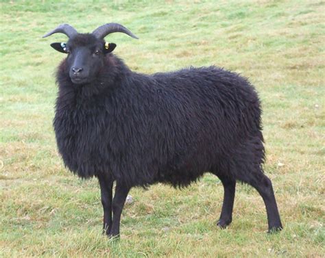 Breed Description The Hebridean Sheep Society