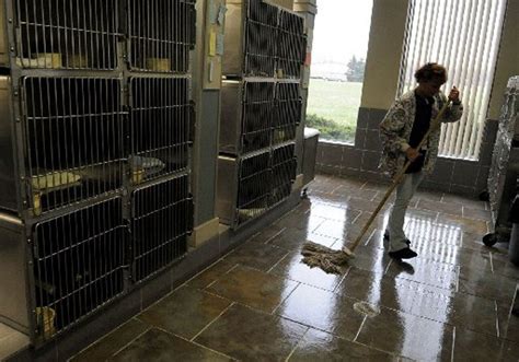 Euthanization Rate Of Shelter Cats In Jackson County Higher Than Most