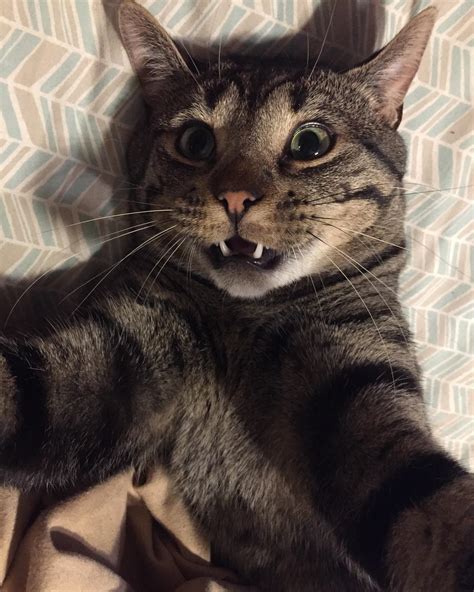 Cat Selfie X Post From Rcats Raww