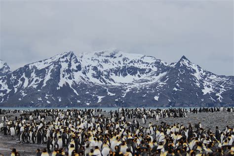 Falkland Islands South Georgia And Antarctic Peninsula Freestyle