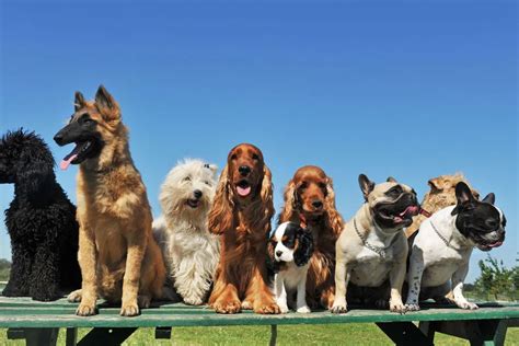 The 10 Most Popular Dog Breeds In Europe Cultbizztech