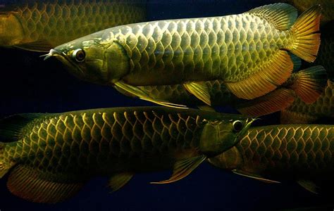 Blok888 Top 10 Most Beautiful Freshwater Fish In The World 1 Arowana