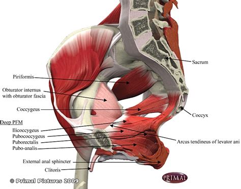 Anatomy Of The Pelvic Muscles 5 Facts About The Anatomy Of The Pelvic