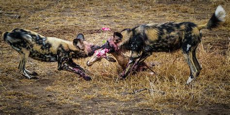 African Wild Dogs With Impala Kill Photograph By Stephanie Brand