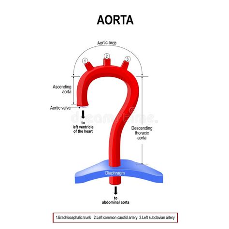 Carotid And Aortic Bodies Stock Vector Illustration Of Medical 12493644