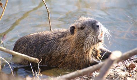 Beavers Bring Rich Biodiversity Back To Devon England The World From Prx