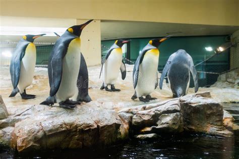Emperor Penguins At Schonbrunn Zoo Editorial Photo Image Of Penguins