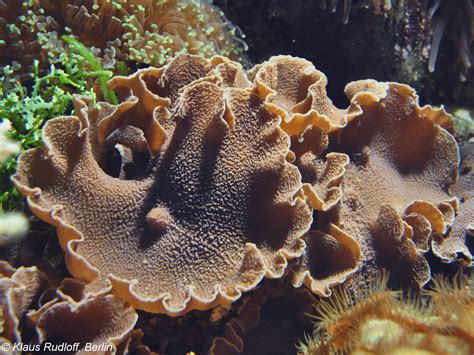 Metarhodactis Boninensis A Species Of Mushroom Corals Aka Elephant