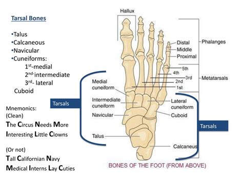 Ppt Bones Of The Foot And Ankle Powerpoint Presentation Free Download