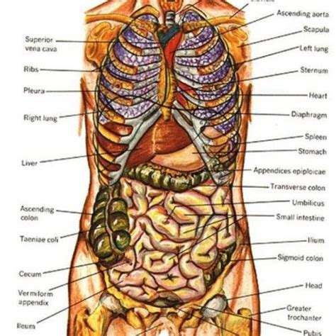 Human anatomy is further divided into two groups; Female Human Body Organs Diagram - Anatomy Body | Human ...