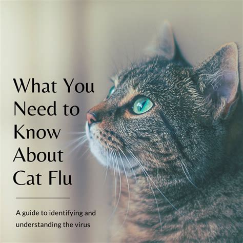 What You And Your Cat Need To Know About Cat Flu Pethelpful