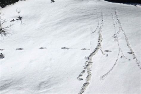 Cryptid Corner Indian Army May Have Found Yeti Footprints In The