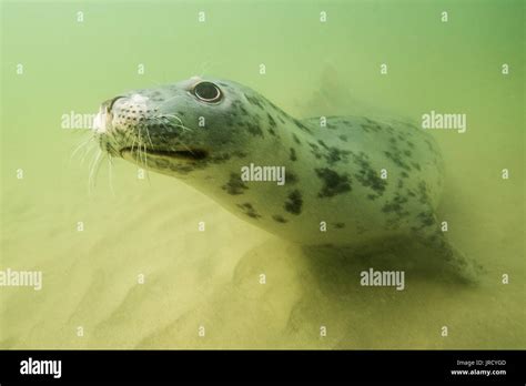 Seal Ocean Underwater Hi Res Stock Photography And Images Alamy
