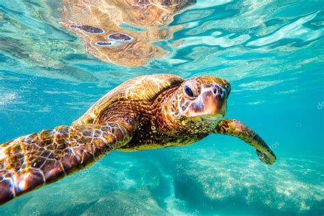 Pictures Green Sea Turtle Hawaiian Green Sea Turtle Cruising Warm Waters Pacific Ocean