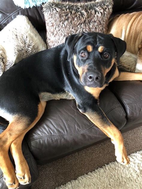 Rottweiler X German Shepherd In Benfleet Essex Gumtree